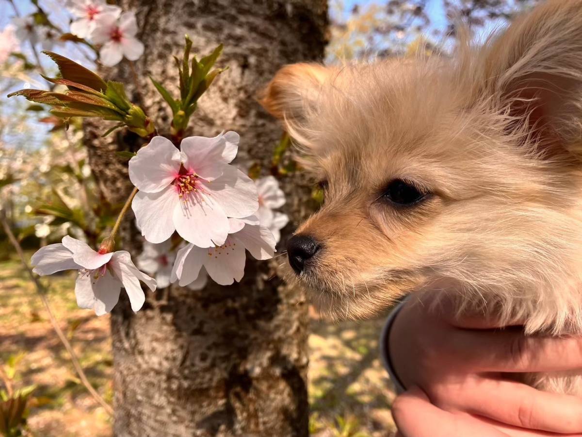 源土で、きれいな桜めっけ！