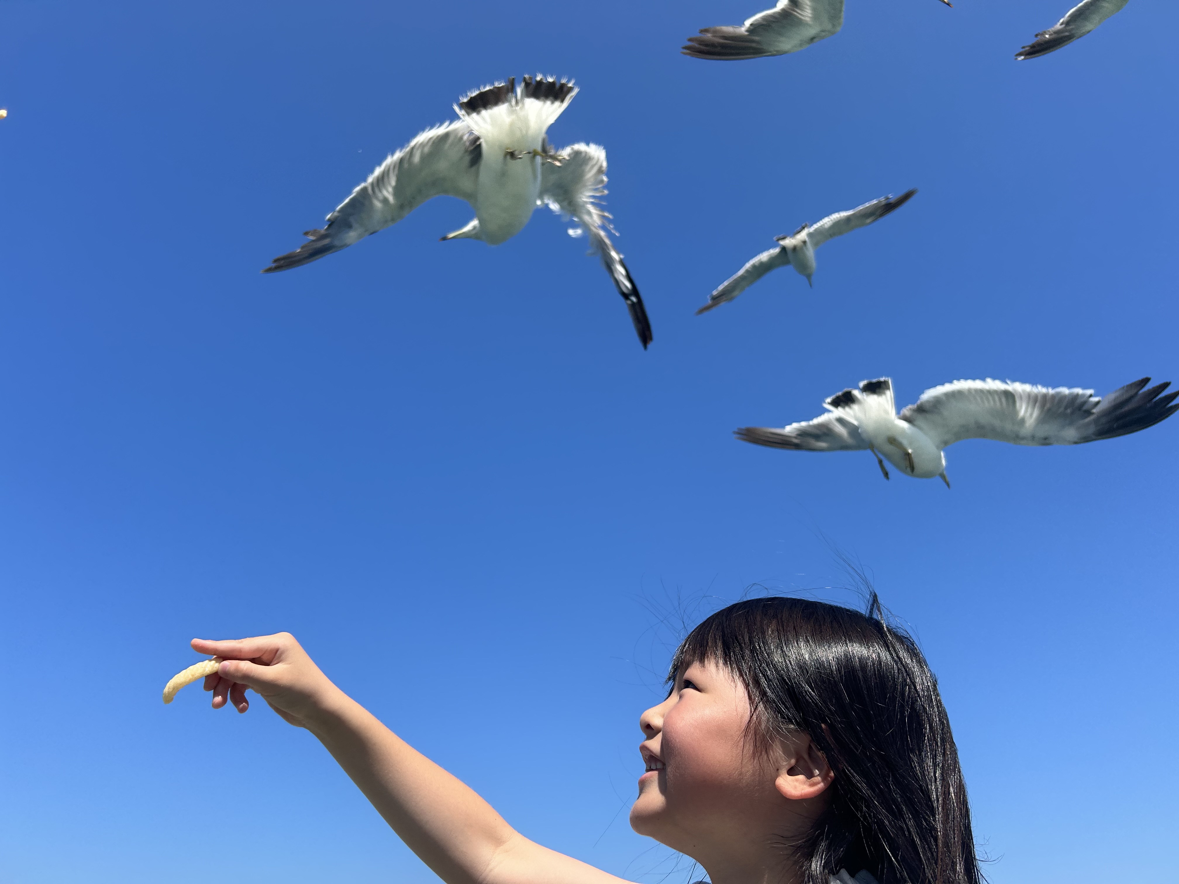 かもめさんとわたし