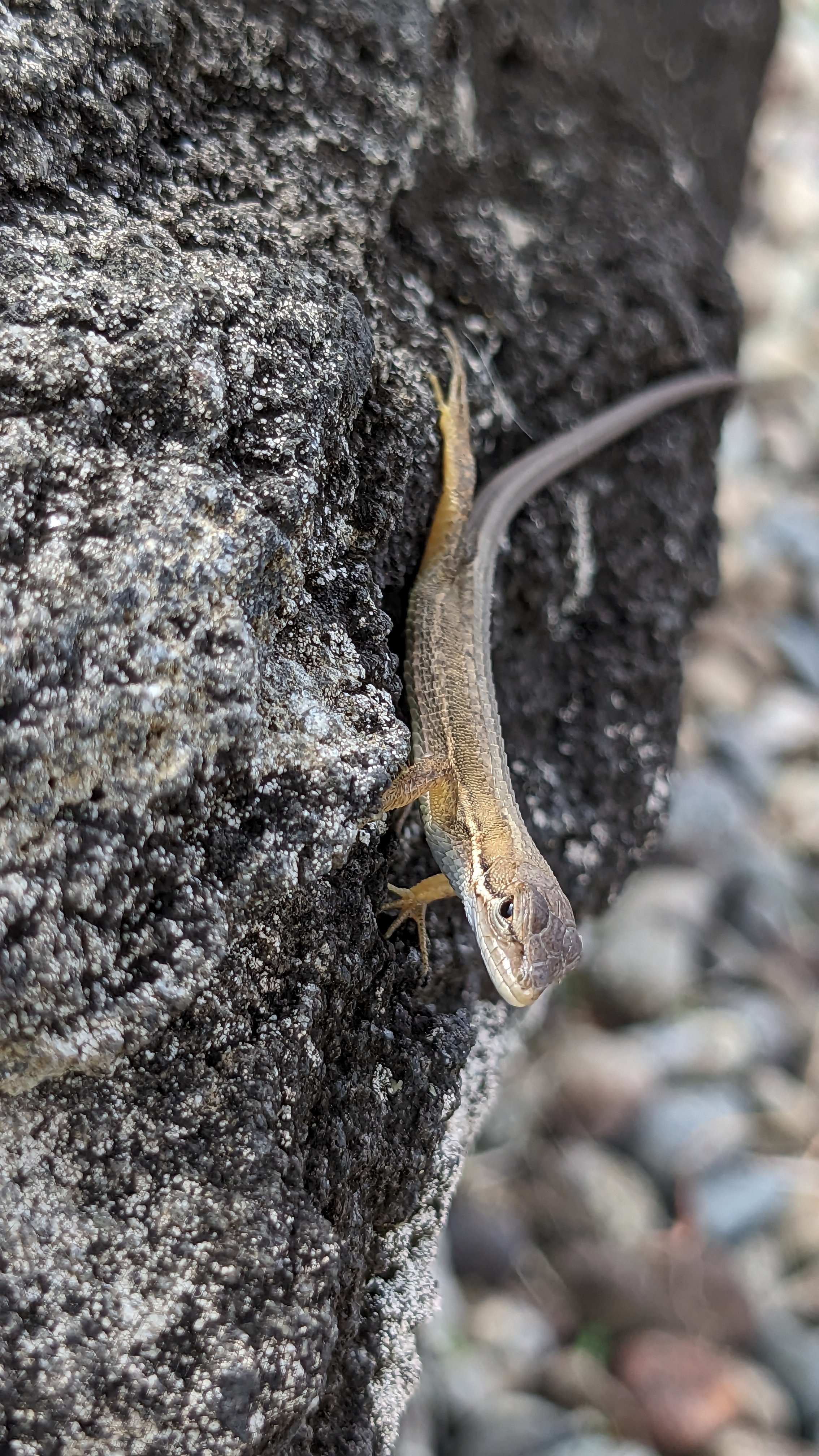 野生のちょろ