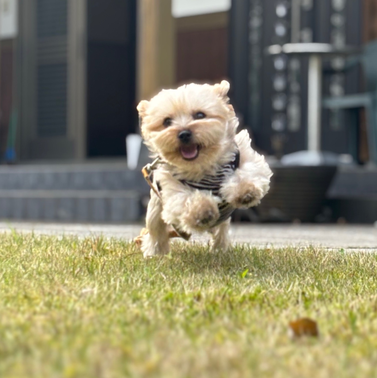 我が家の愛犬①