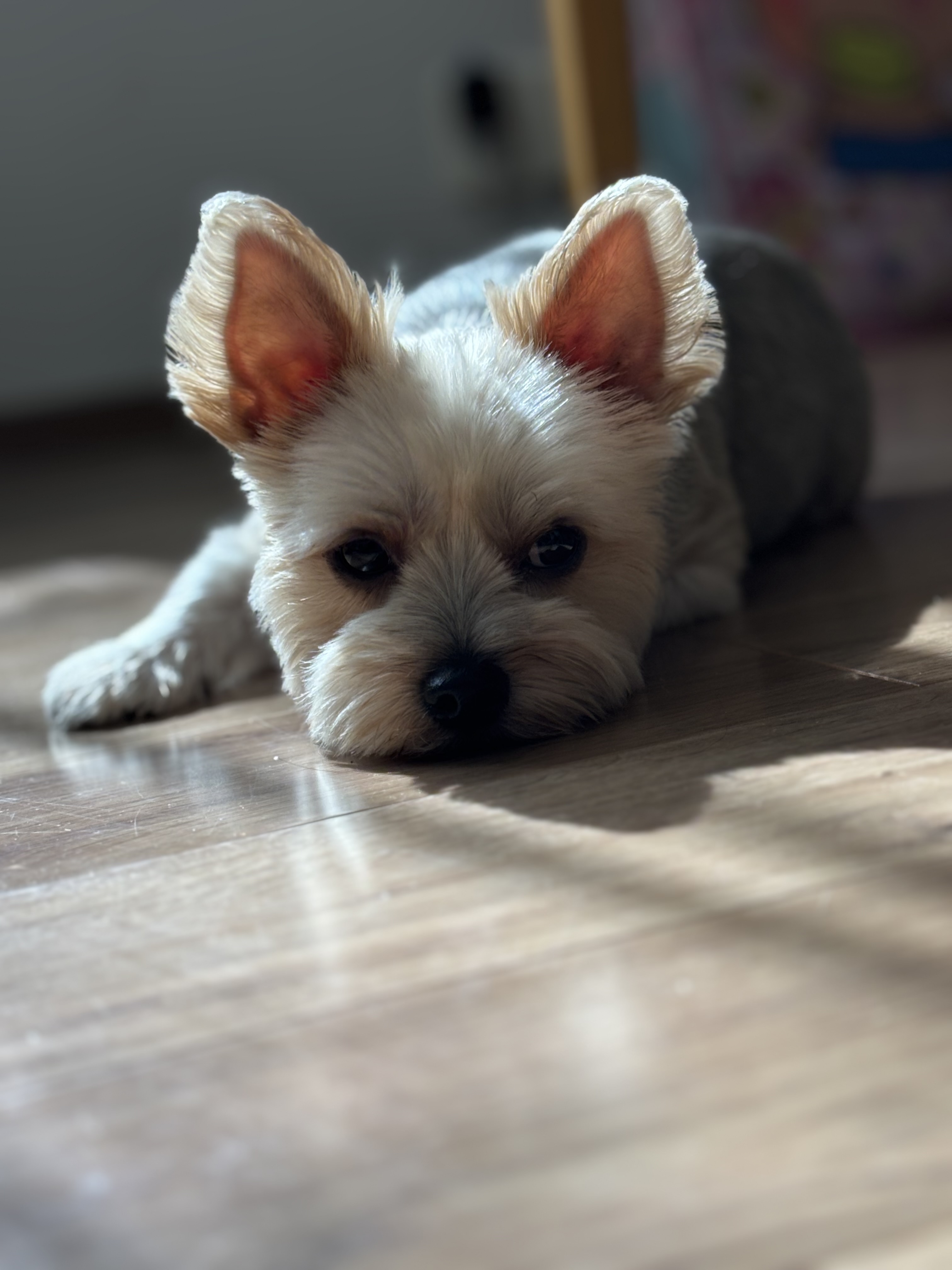 我が家の愛犬②