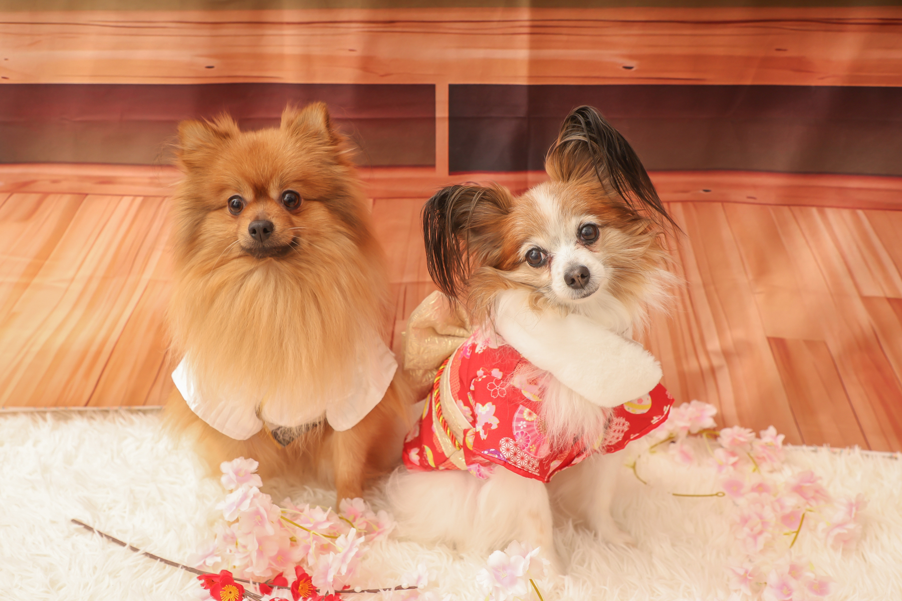 正月前にフライング振袖