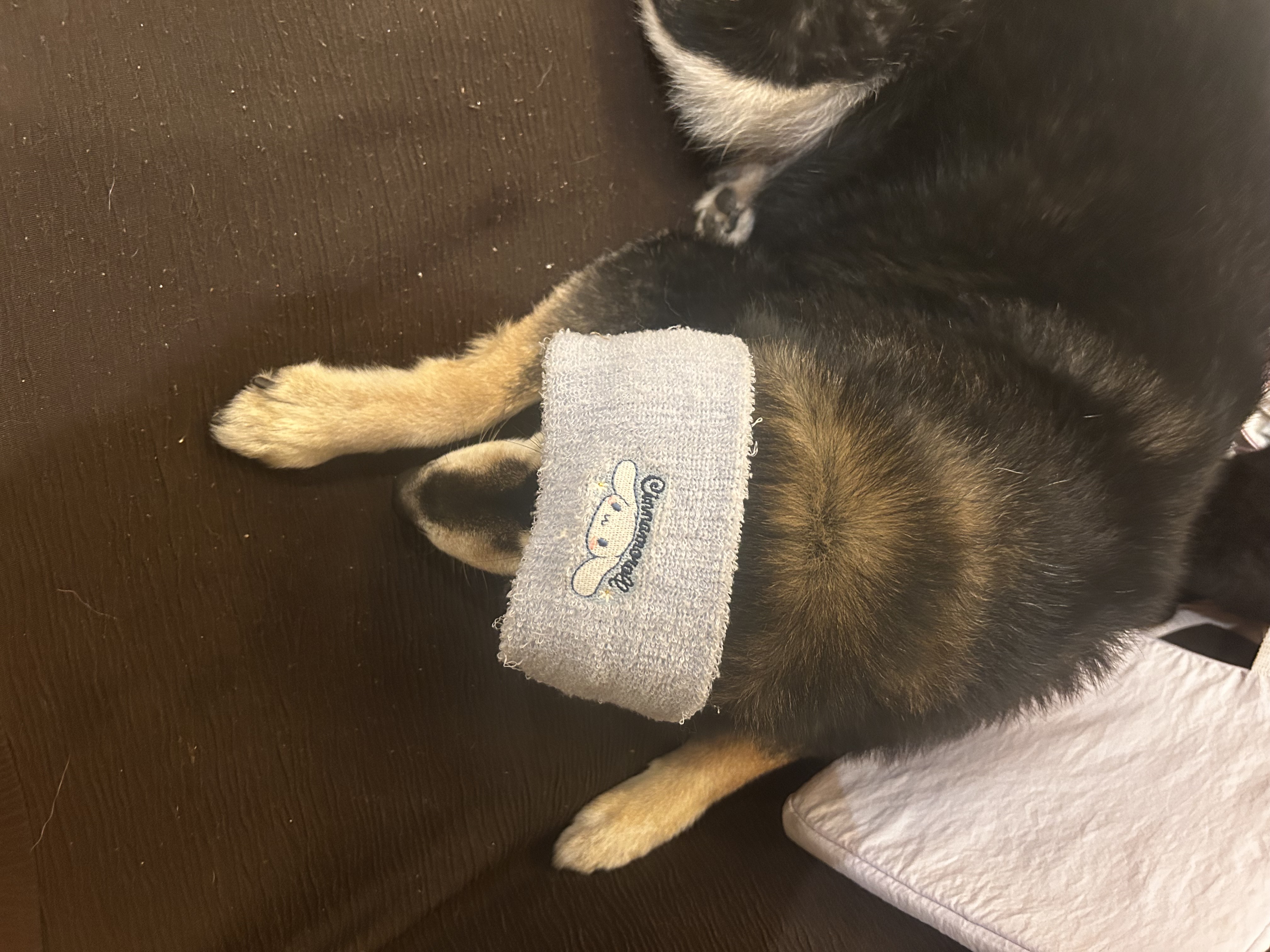 呪術廻戦　五条　悟