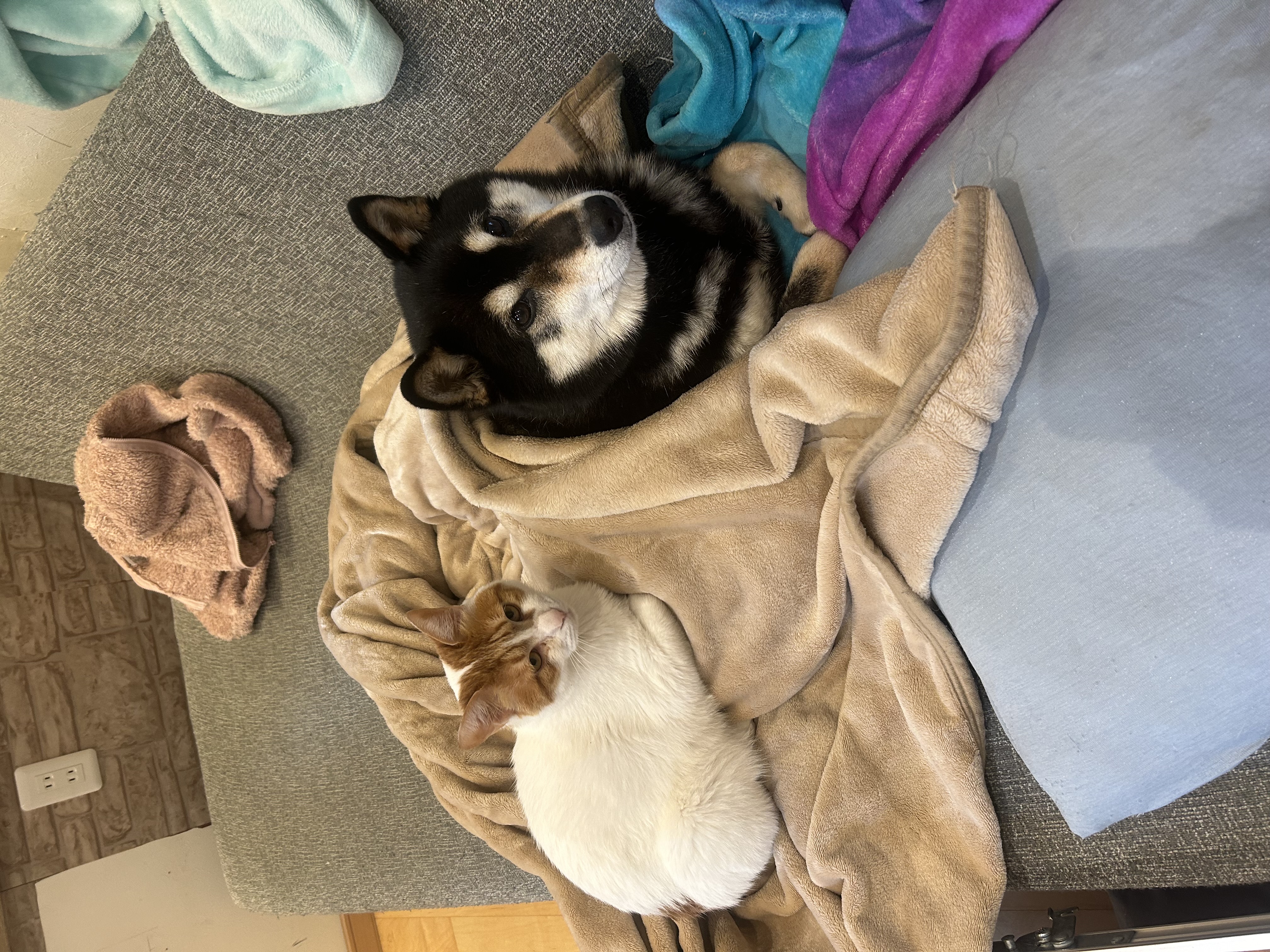 さむいからいれてくれ