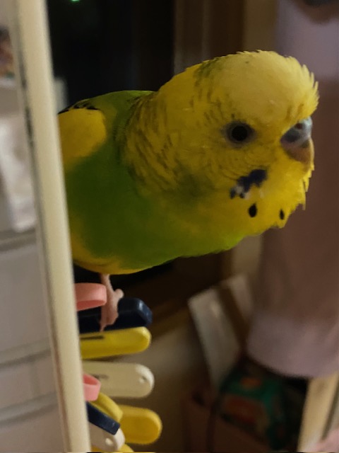 こたつの冒険②