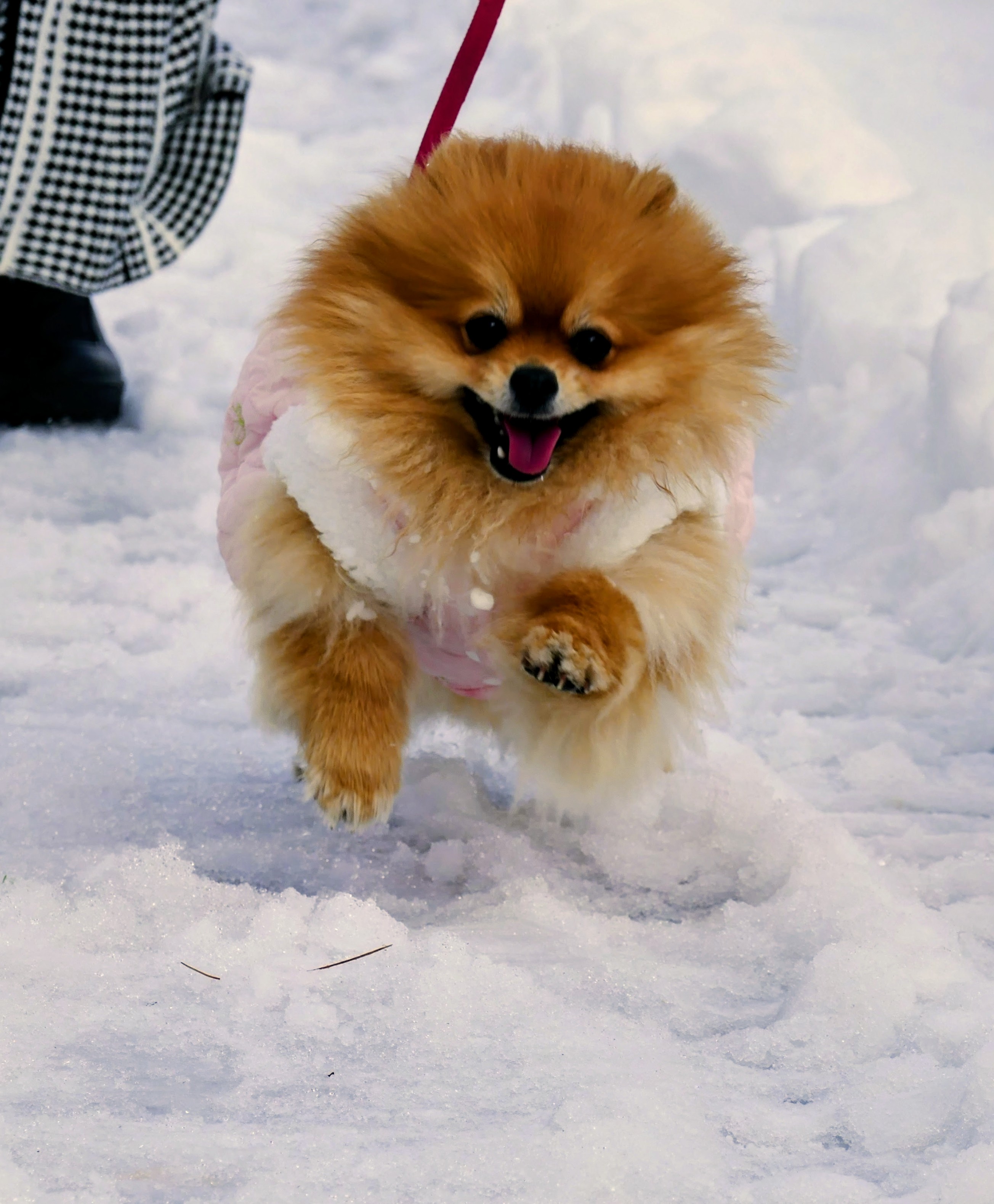 パパ、待ってー