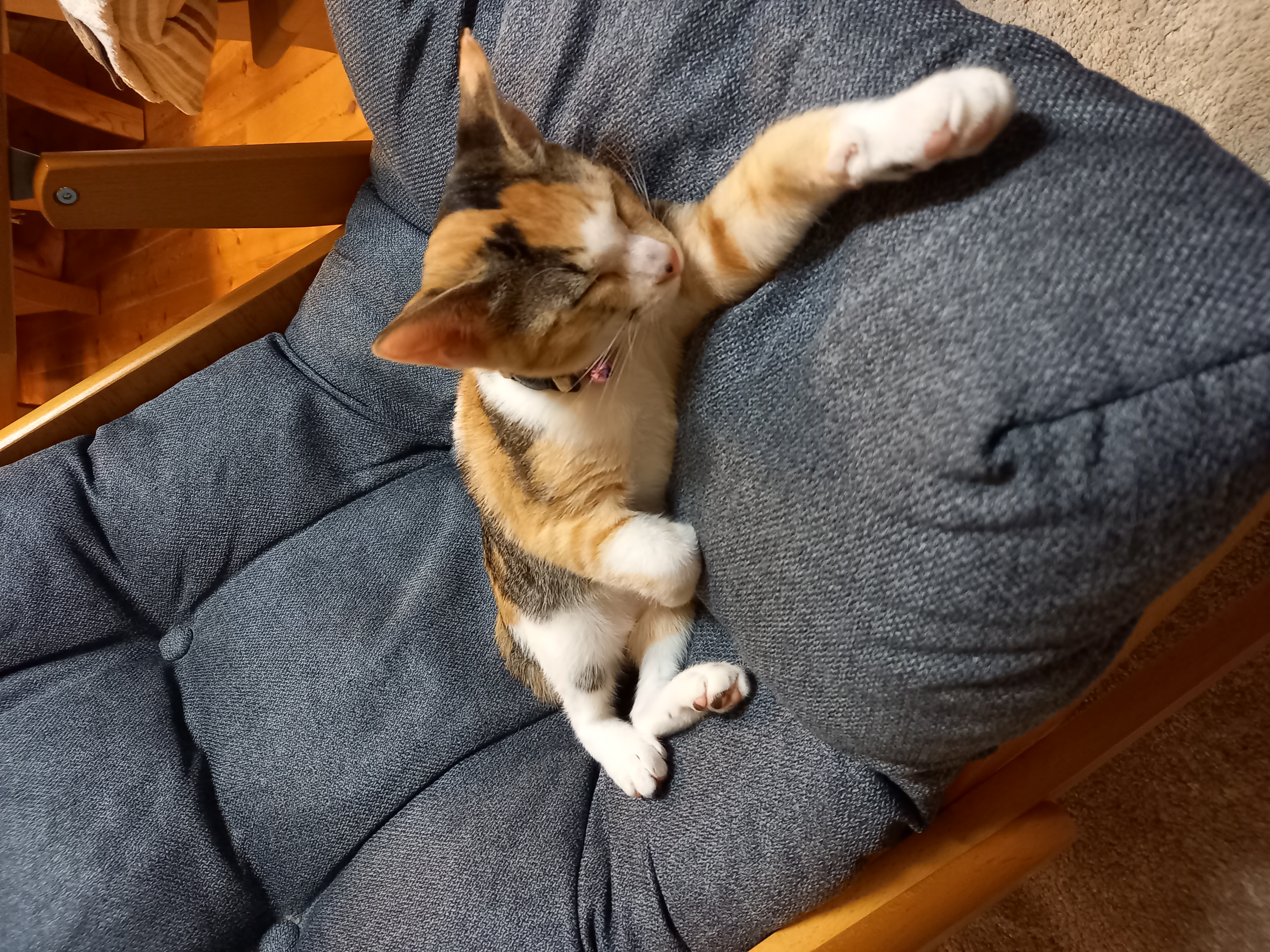 我が家の癒し♡