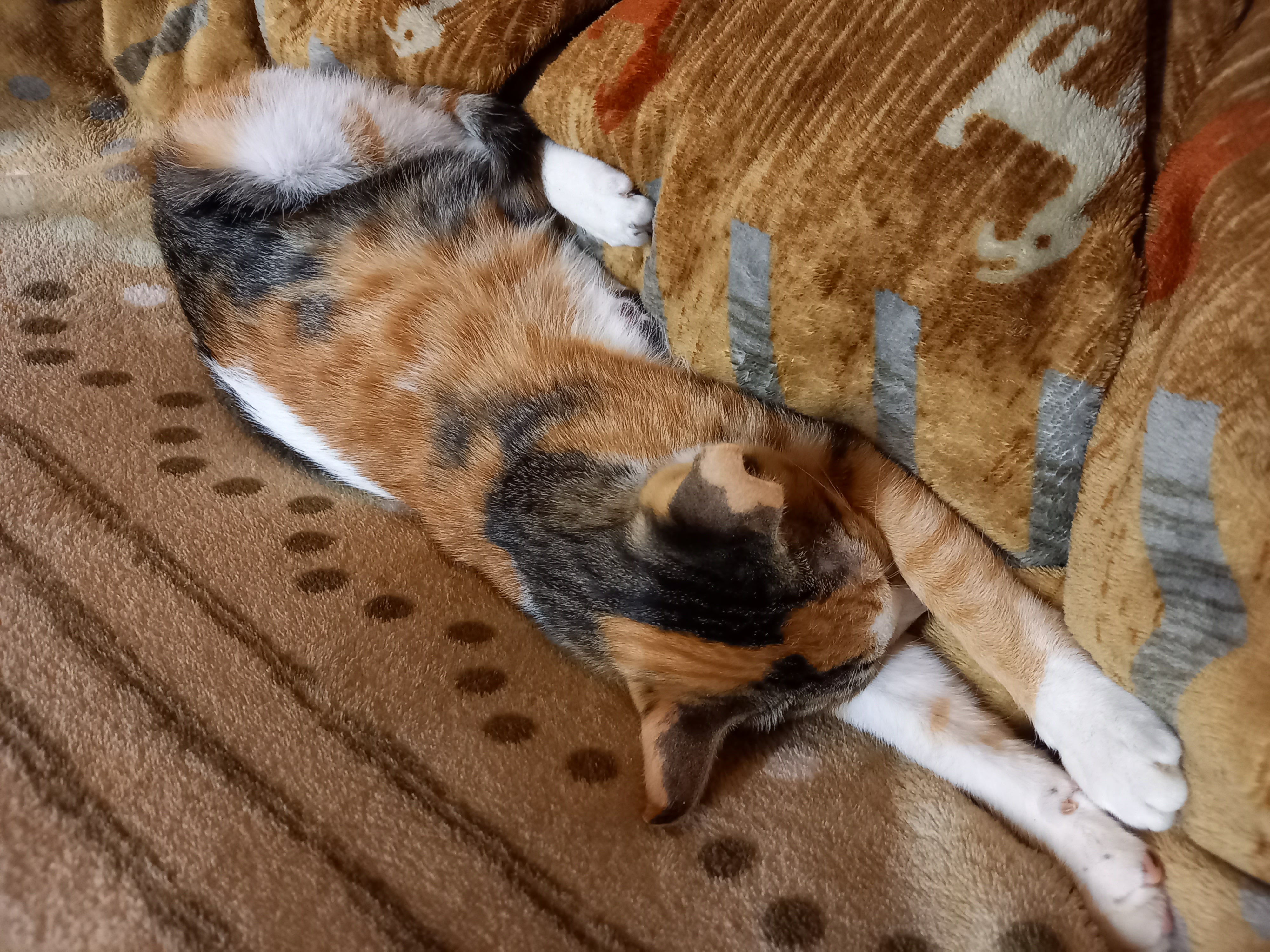 ごめんなさい