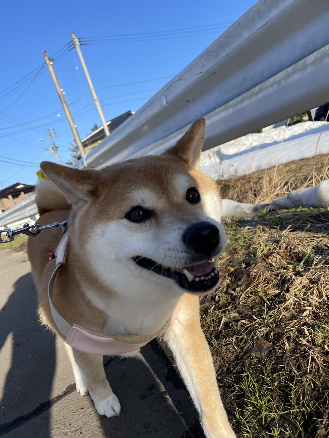 我が家の愛娘　はなちゃん