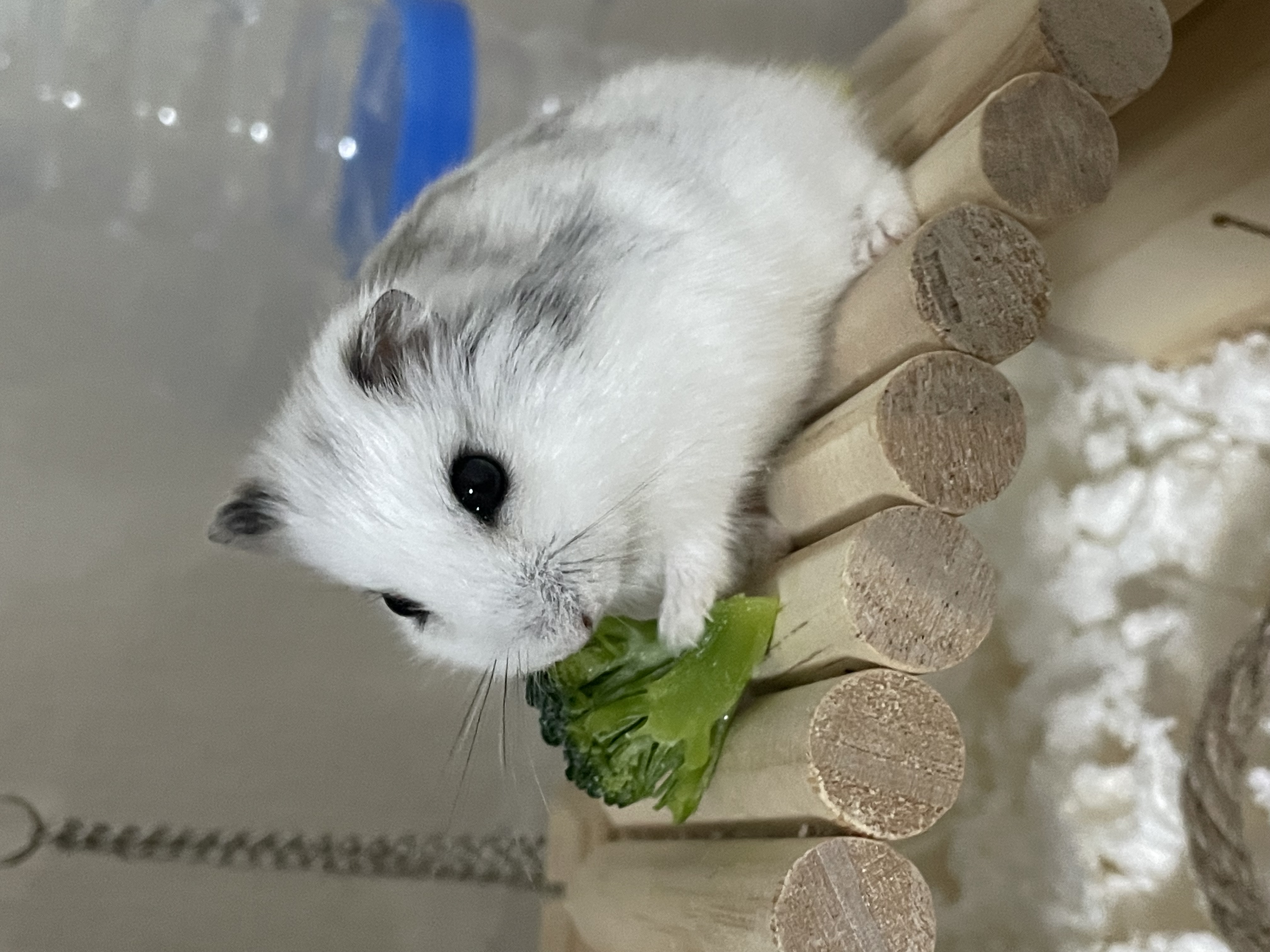 僕はベジファースト