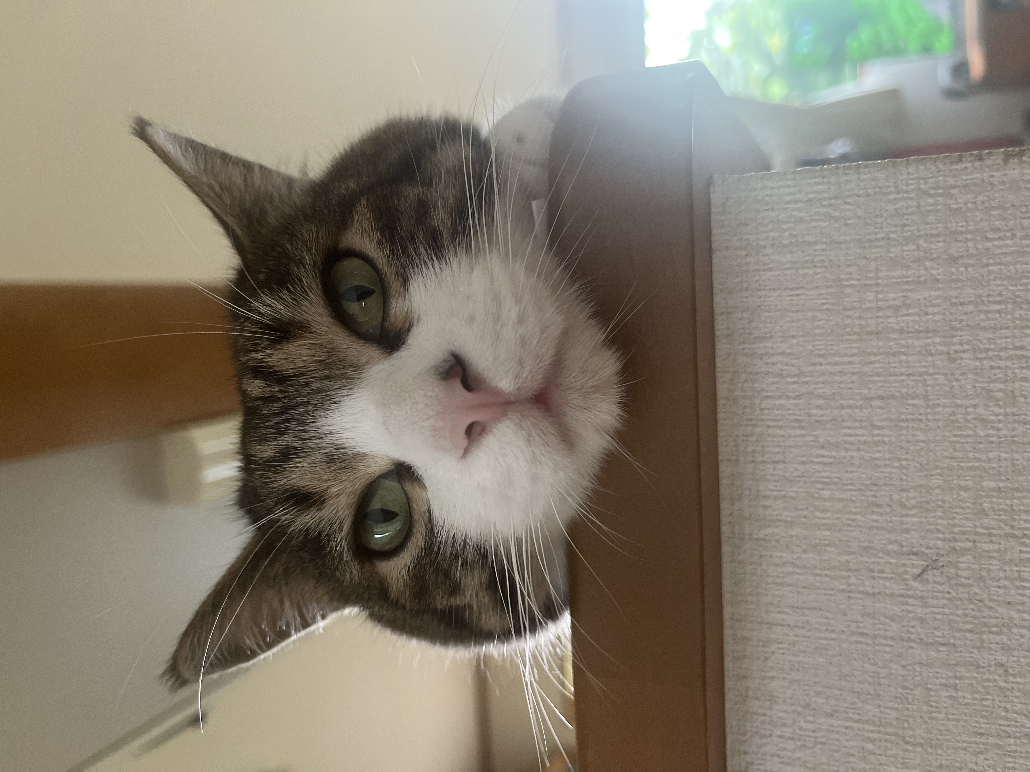 ん、体どこいった？