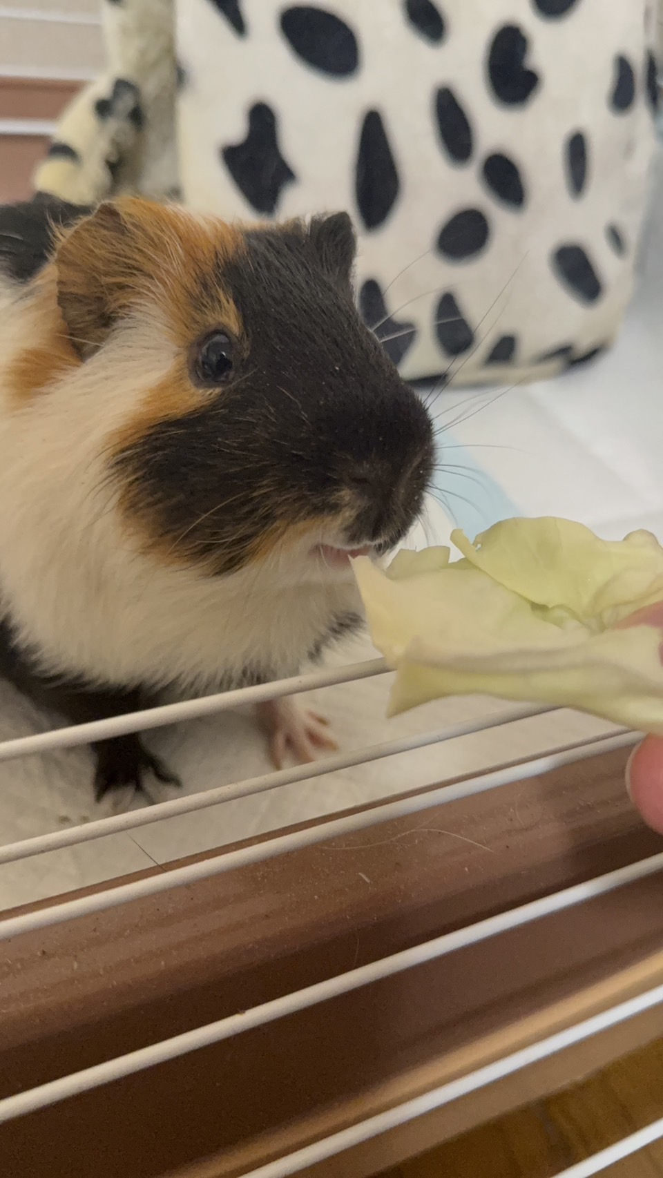 大好きキャベツ